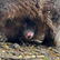 Baby Wombat. 5 Star Customer Review, for The Big Goose on the Mornington Peninsula, just down the Peninsula Link from Melbourne