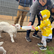 Feeding Baby Animals. 5 Star Customer Review, for The Big Goose on the Mornington Peninsula, just down the Peninsula Link from Melbourne