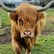 Highland Cows. 5 Star Customer Review, for The Big Goose on the Mornington Peninsula, just down the Peninsula Link from Melbourne