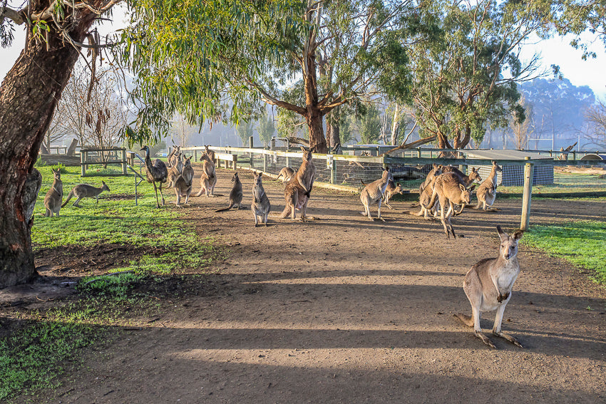 Enjoy a true Aussie tourism experience at The Big Goose Adventure Farm and Wildlife Park on the Mornington Peninsula, a wonderful dinky-di Australian day out. Meet kangaroos wallabys wombats emus reptiles and dingoes