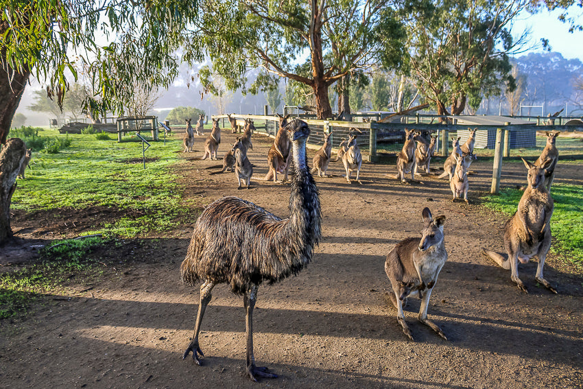 A truly wonderful Australian tourism experience right here on the Mornington Peninsula, visit The Big Goose Adventure Farm and Wildlife Park a short drive from Melbourne and meet kangaroos, wombats, emus, reptiles, birds and dingoes