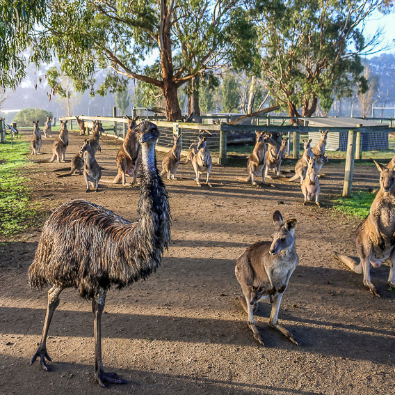 Animal feeding during a Twilight Farm Function at The Big Goose