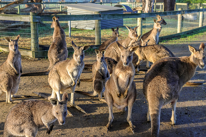 Ever wanted to see a baby joey inside a mother kangaroos pouch? Come visit The Big Goose Adventure Farm and Wildlife Park a short drive from Melbourne and you can!