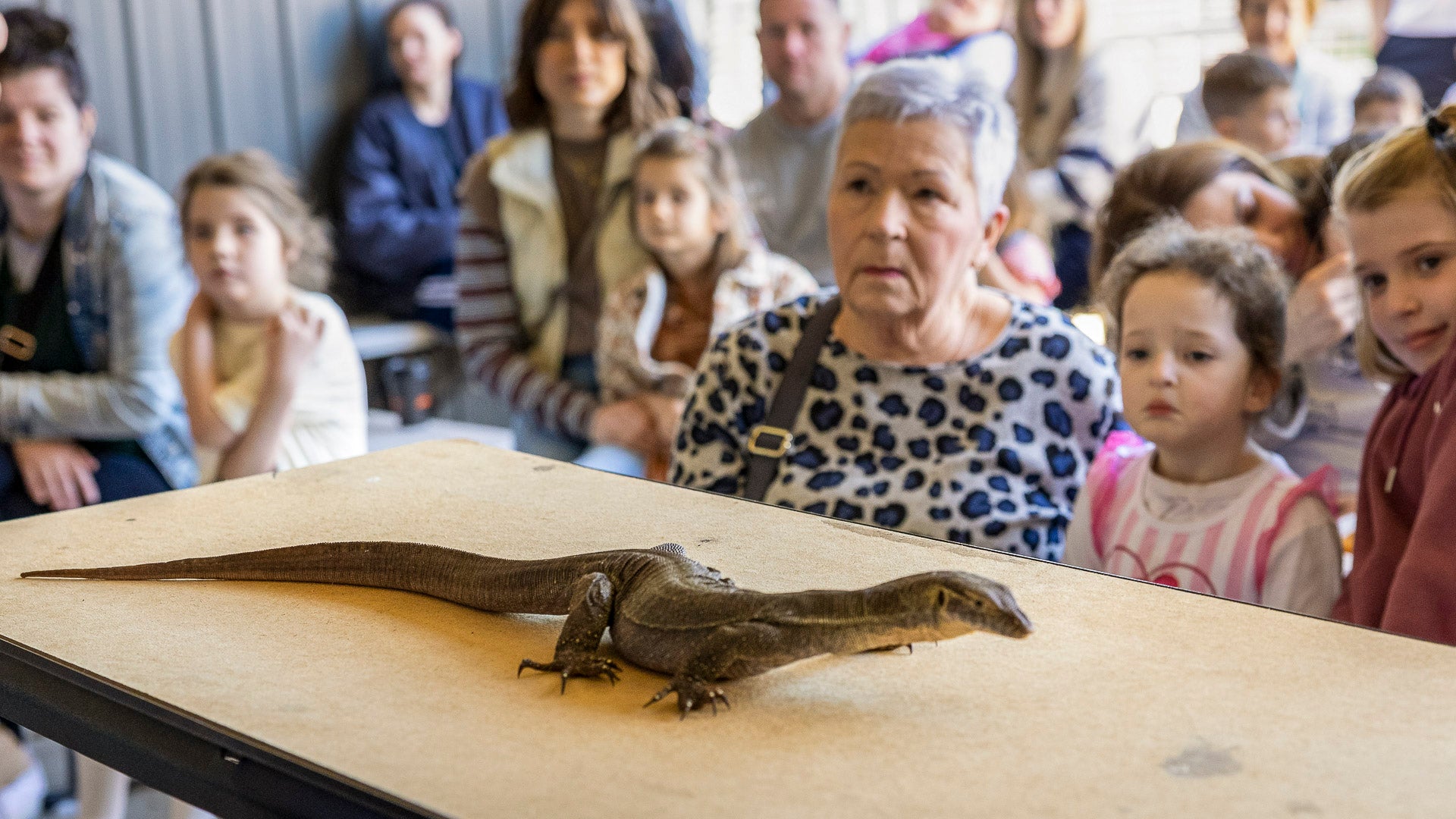 Families enjoying an educational reptile encounter with a Mertens water monitor at The Big Goose Adventure Farm & Wildlife Park