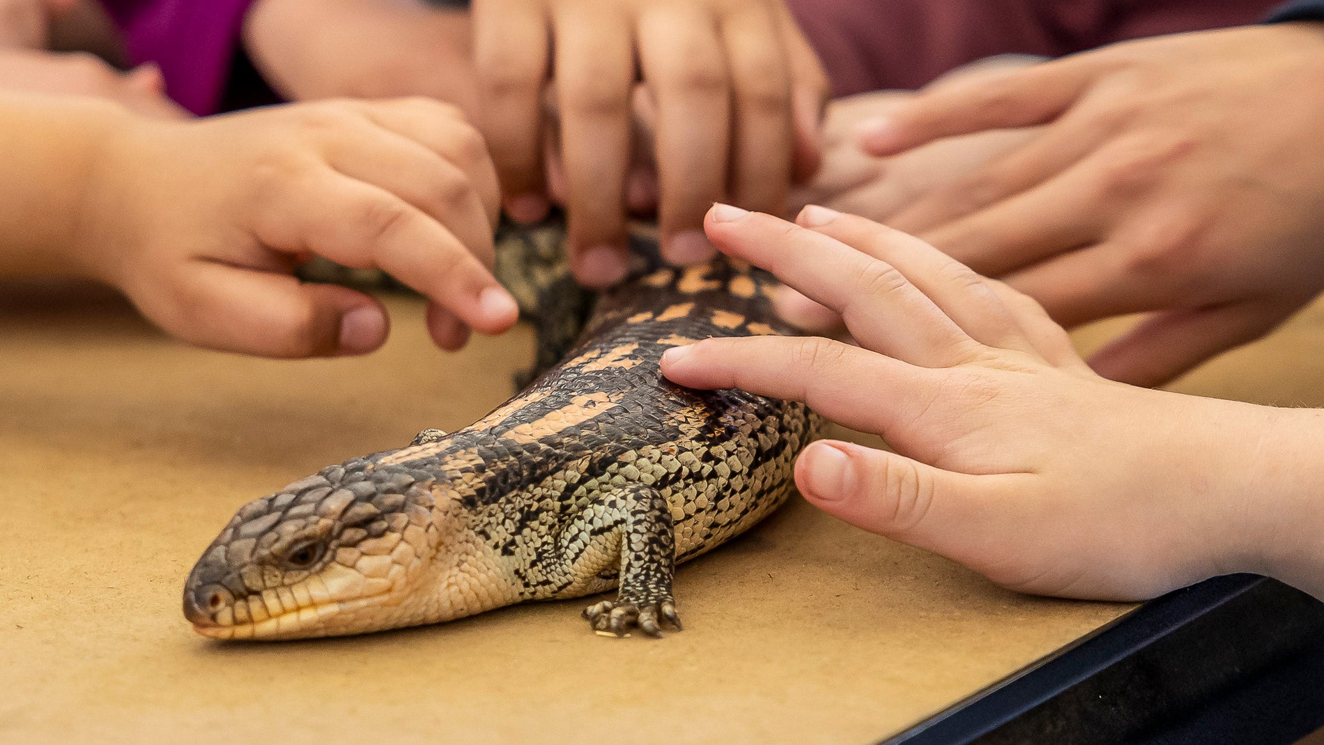 Pat a Blue Tongue lizard at our Reptile Shows at The Big Goose Adventure Farm and Wildlife Park Melbourne