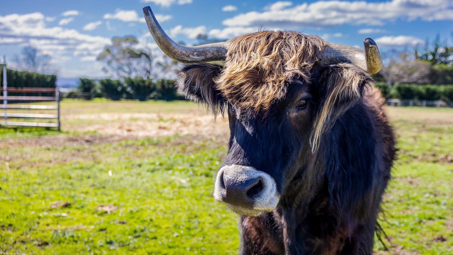 Scottish Highland Cows The Big Goose Adventure Farm & Wildlife Park on the Mornington Peninsula, one of Victoria’s favourite family attractions, near Hastings, Mornington, Rosebud, Frankston, Cranbourne and Melbourne