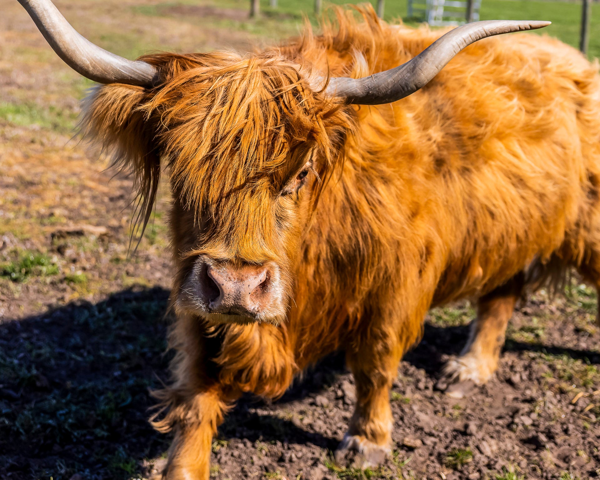 Scottish Highland Cows The Big Goose Adventure Farm & Wildlife Park on the Mornington Peninsula, one of Victoria’s favourite family attractions, near Hastings, Mornington, Rosebud, Frankston, Cranbourne and Melbourne