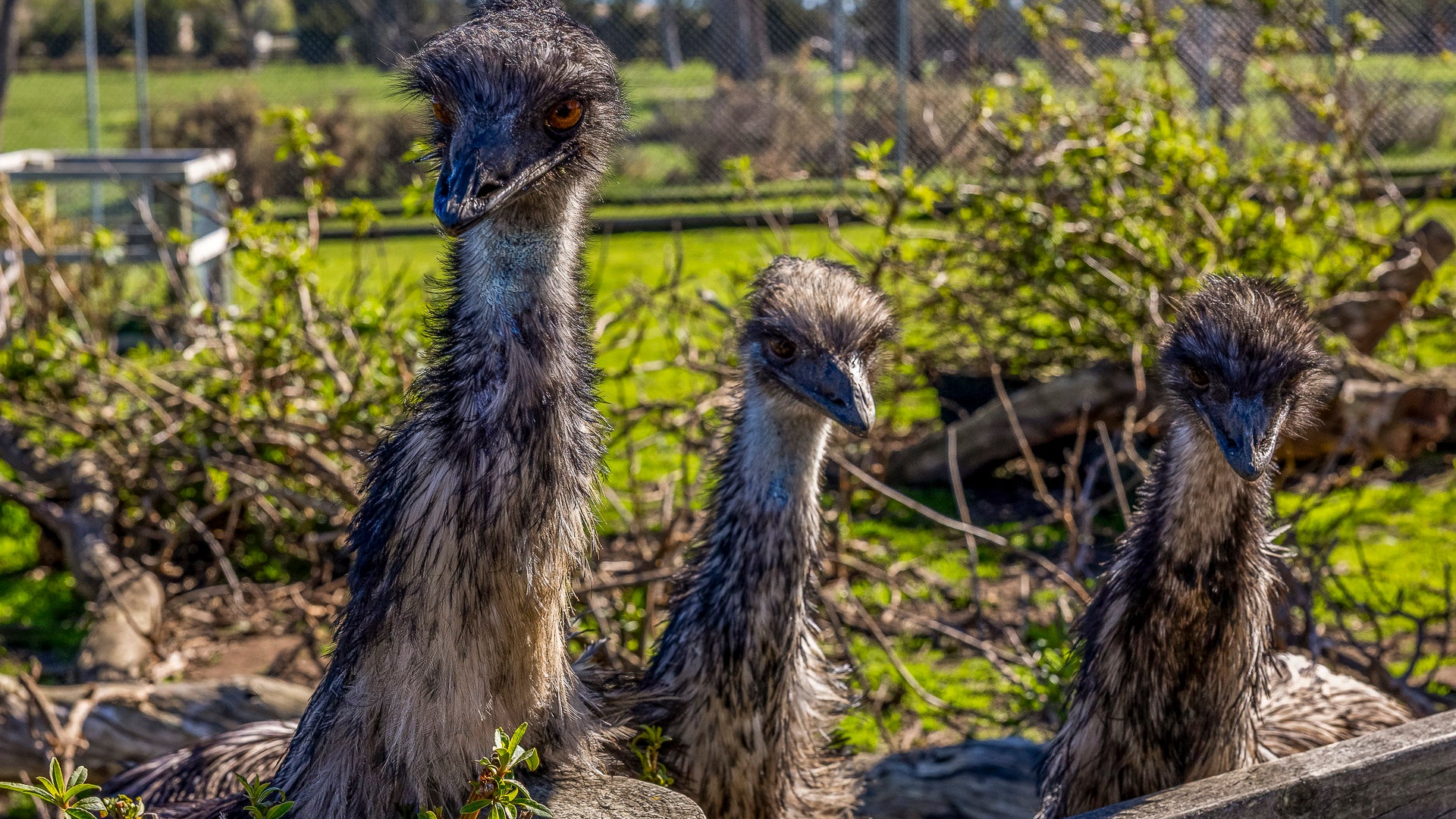Meet Australian Emus The Big Goose Adventure Farm & Wildlife Park on the Mornington Peninsula, one of Victoria’s favourite family attractions, near Hastings, Mornington, Rosebud, Frankston, Cranbourne and Melbourne