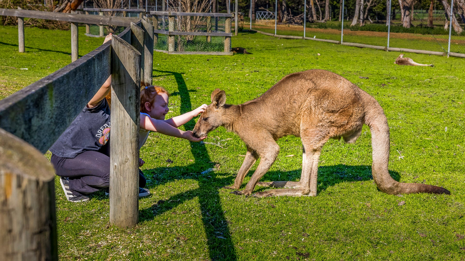 Feeding kangaroos The Big Goose Adventure Farm & Wildlife Park on the Mornington Peninsula, one of Victoria’s favourite family attractions, near Hastings, Mornington, Rosebud, Frankston, Cranbourne and Melbourne