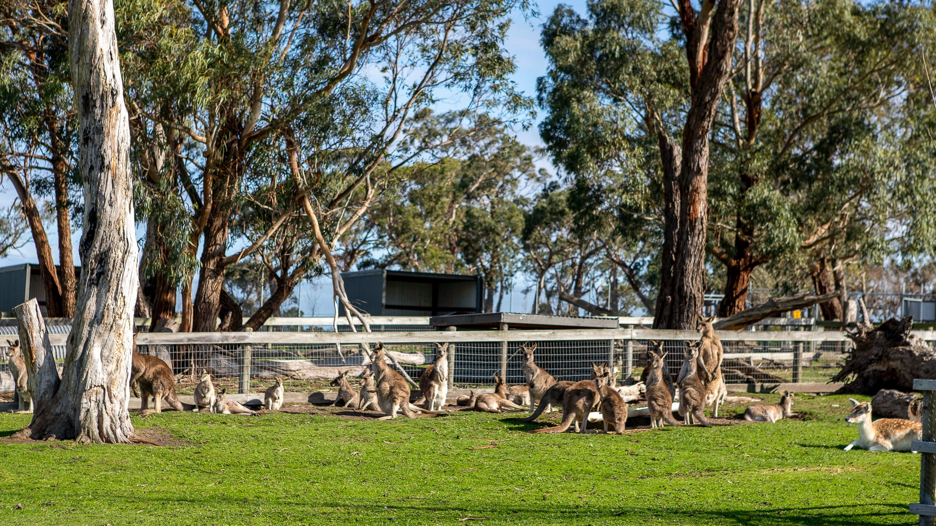 Australian native kangaroos in the wildlife park at The Big Goose, Mornington Peninsula