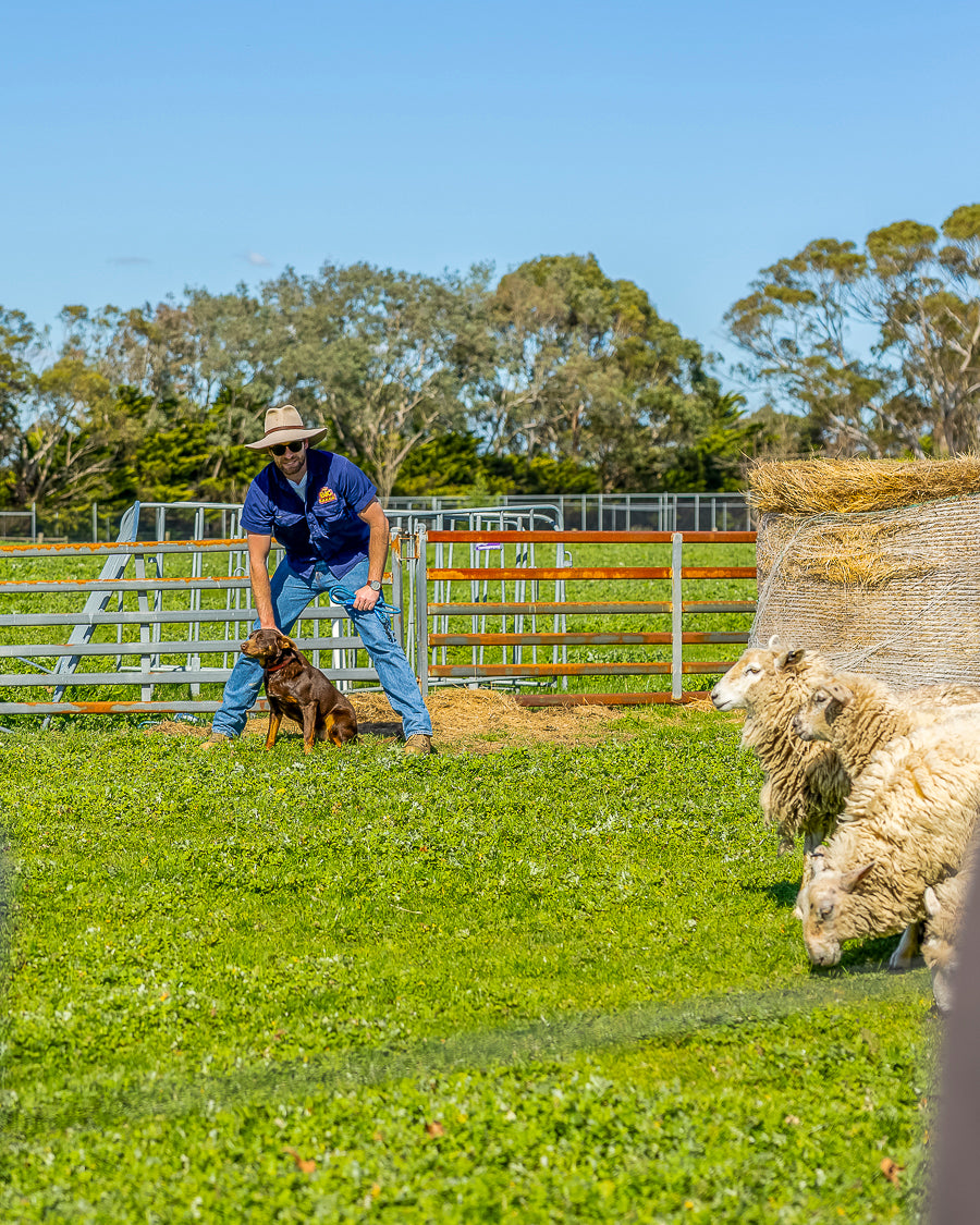 Sheepdog show demonstration at The Big Goose Adventure Farm & Wildlife Park in Moorooduc on the Mornington Peninsula, a popular family attraction near Melbourne where visitors can watch working sheepdogs herd sheep during daily farm shows