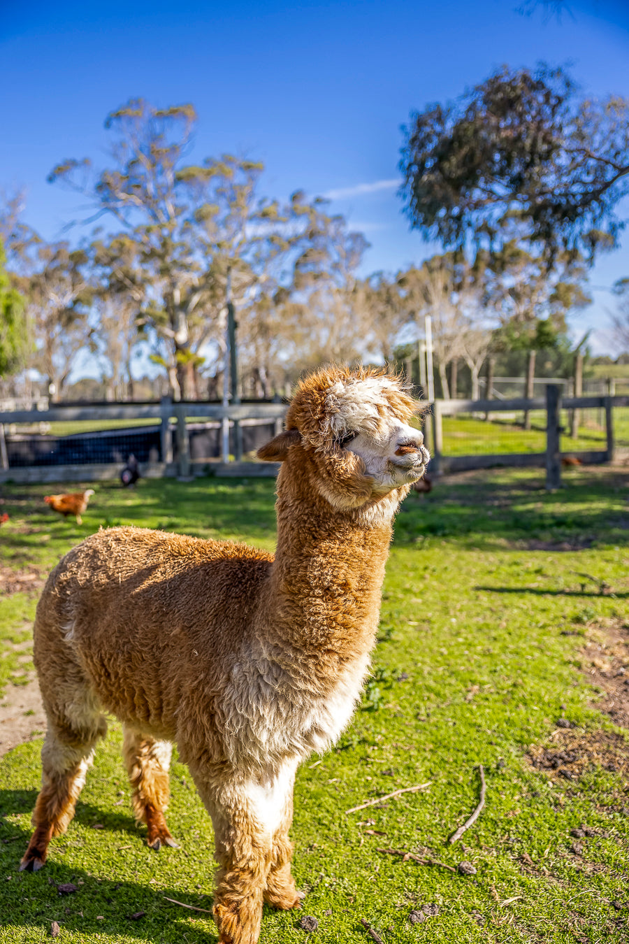 Adorable fuzzy alpaca at The Big Goose Adventure Farm and Wildlife Park Mornington Peninsula