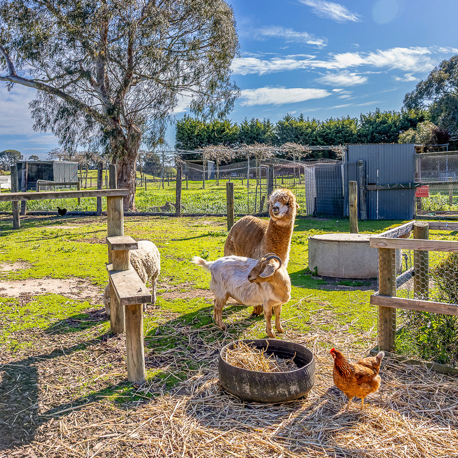 Alpacas, goats and farm animals at The Big Goose Adventure Farm & Wildlife Park in Moorooduc on the Mornington Peninsula, a popular family attraction and children’s farm near Frankston, Cranbourne, Pakenham, Berwick and Melbourne’s South Eastern suburbs for animal encounters and school holiday activities