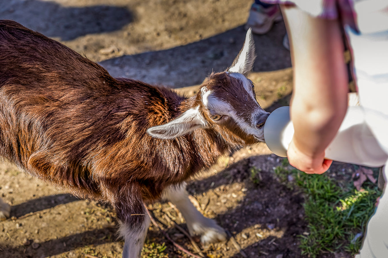 Child bottle feeding a baby goat at The Big Goose Adventure Farm & Wildlife Park in Moorooduc on the Mornington Peninsula, a popular family attraction and children’s farm near Frankston, Cranbourne, Pakenham, Berwick and Melbourne’s South Eastern suburbs