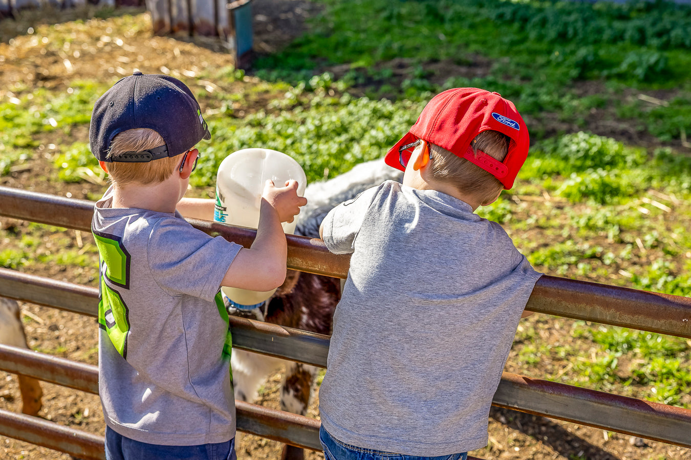 Children bottle feeding a baby goat at The Big Goose Adventure Farm & Wildlife Park on the Mornington Peninsula near Melbourne a great family day out
