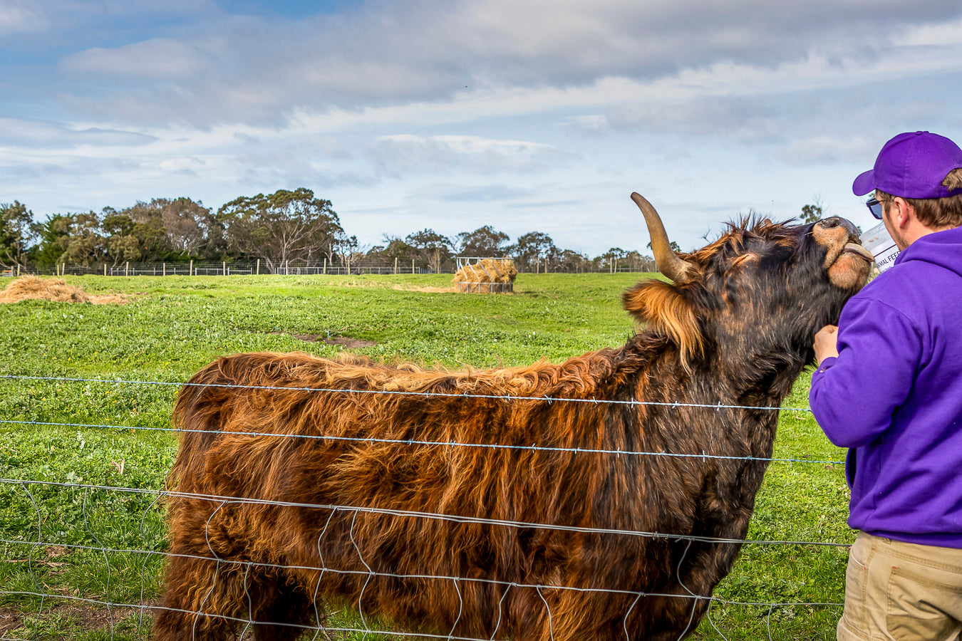 Employee from The Big Goose feeding a gorgeous bull on the Mornington Peninsula