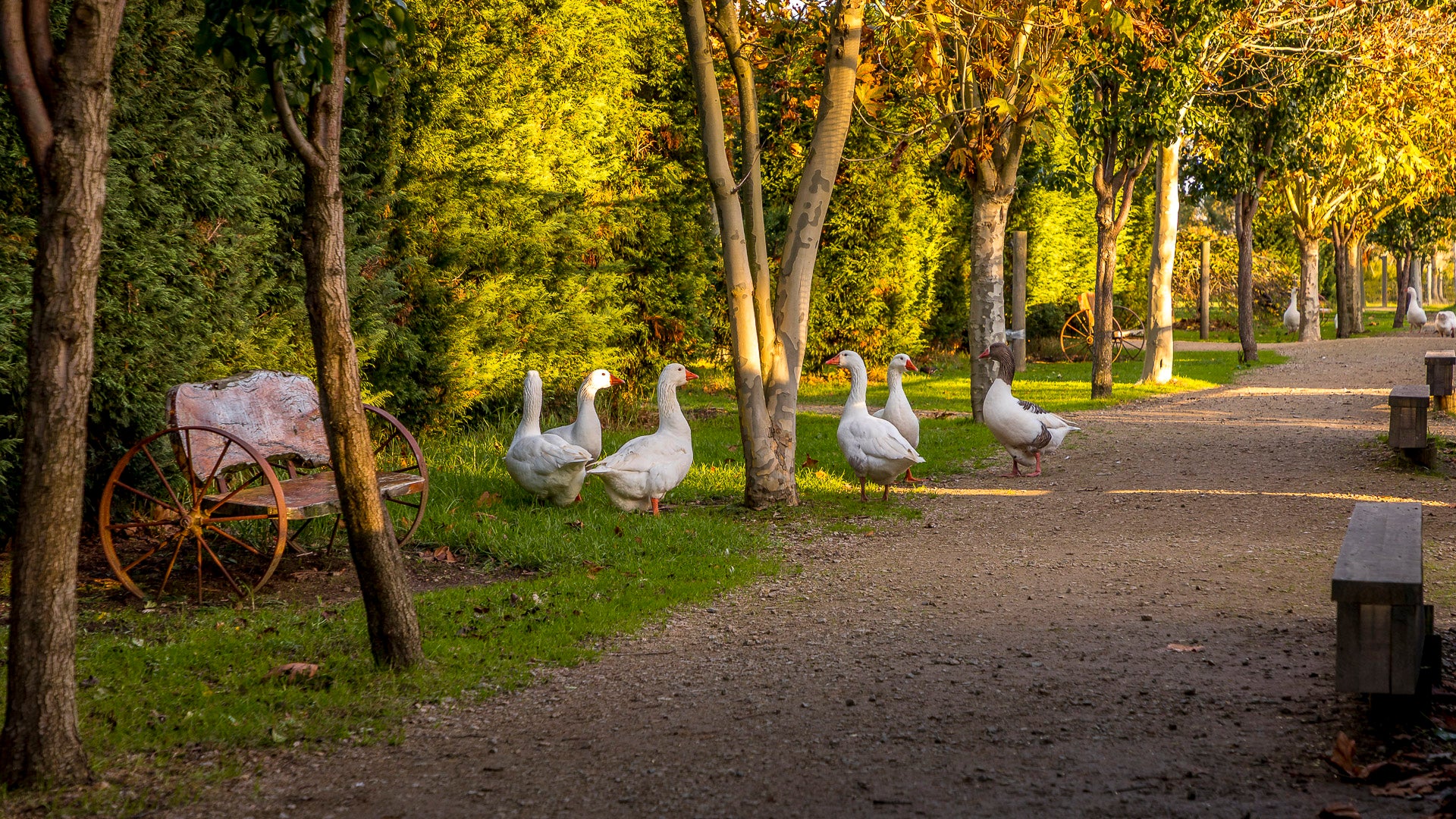 Picturesque autumn farm setting at The Big Goose Adventure Farm & Wildlife Park, popular family destination on the Mornington Peninsula near Mornington, Hastings and Frankston