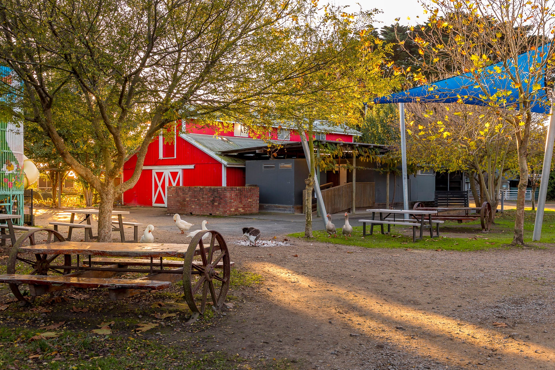 Beautiful autumn afternoon at The Big Goose Adventure Farm & Wildlife Park with picnic areas, friendly geese, colourful autumn leaves and family farm experiences on the Mornington Peninsula