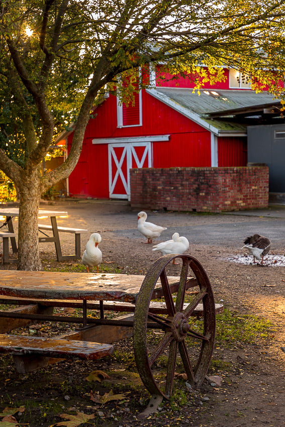 Exclusive Twilight Farm Function venue hire at The Big Goose