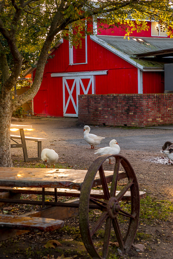 Family farm attraction in autumn at The Big Goose Adventure Farm & Wildlife Park on the Mornington Peninsula near Melbourne