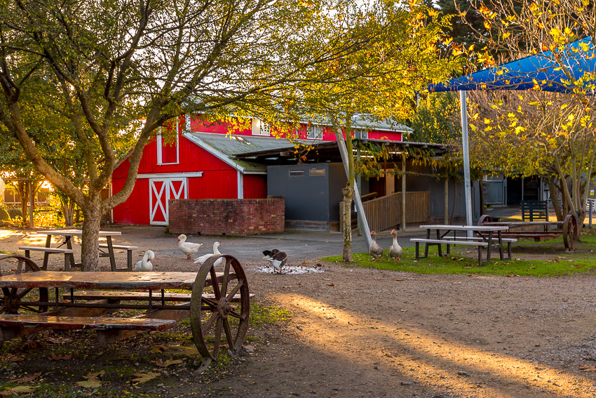 Beautiful autumn day at The Big Goose Adventure Farm & Wildlife Park with friendly geese and historic farm scenery
