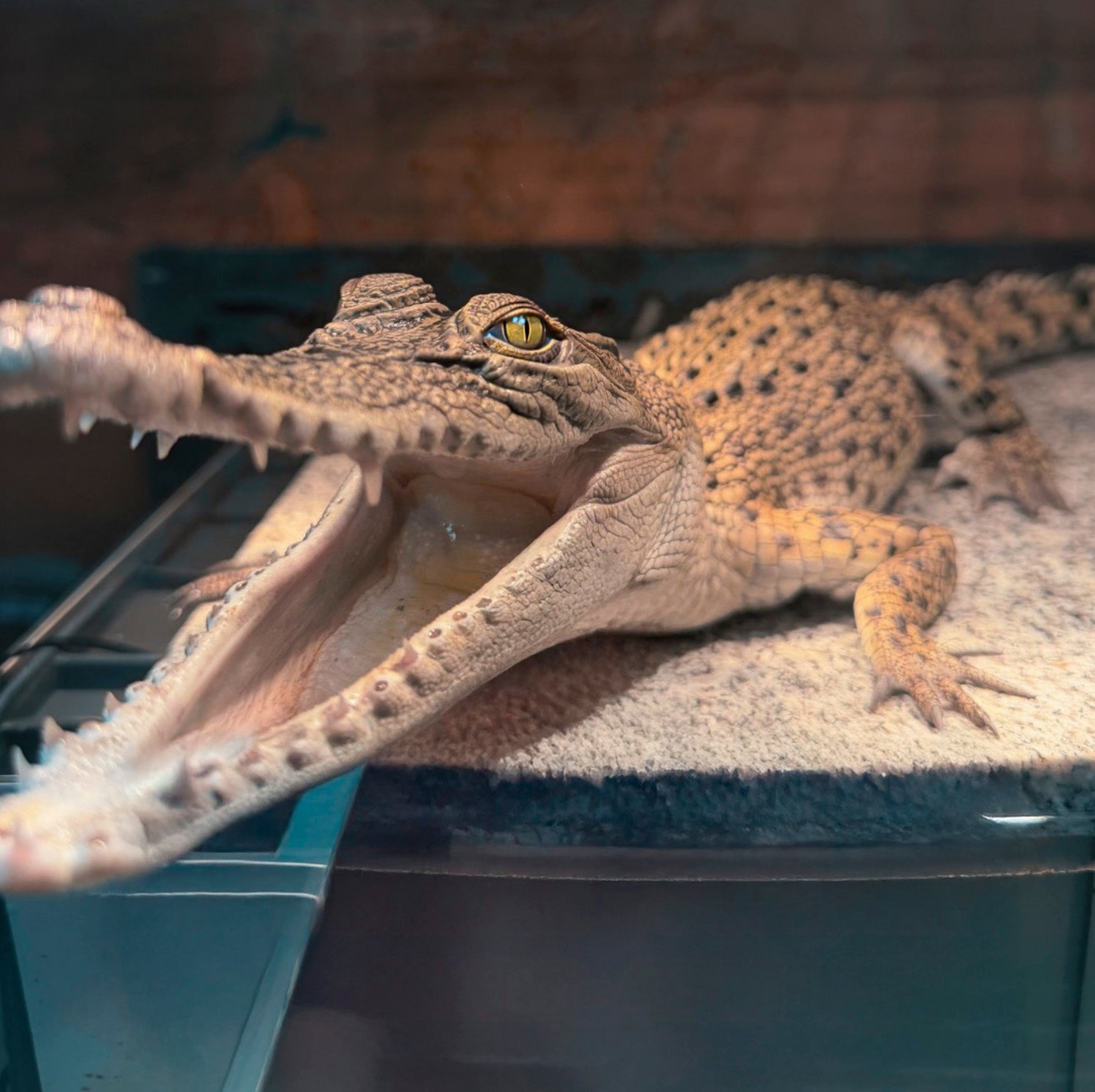 Crocodiles at The Big Goose Adventure Farm & Wildlife Park in Moorooduc, Victoria, offering farm animal encounters, family activities, wildlife experiences, school excursion opportunities and hands-on animal attractions on the Mornington Peninsula near Melbourne.