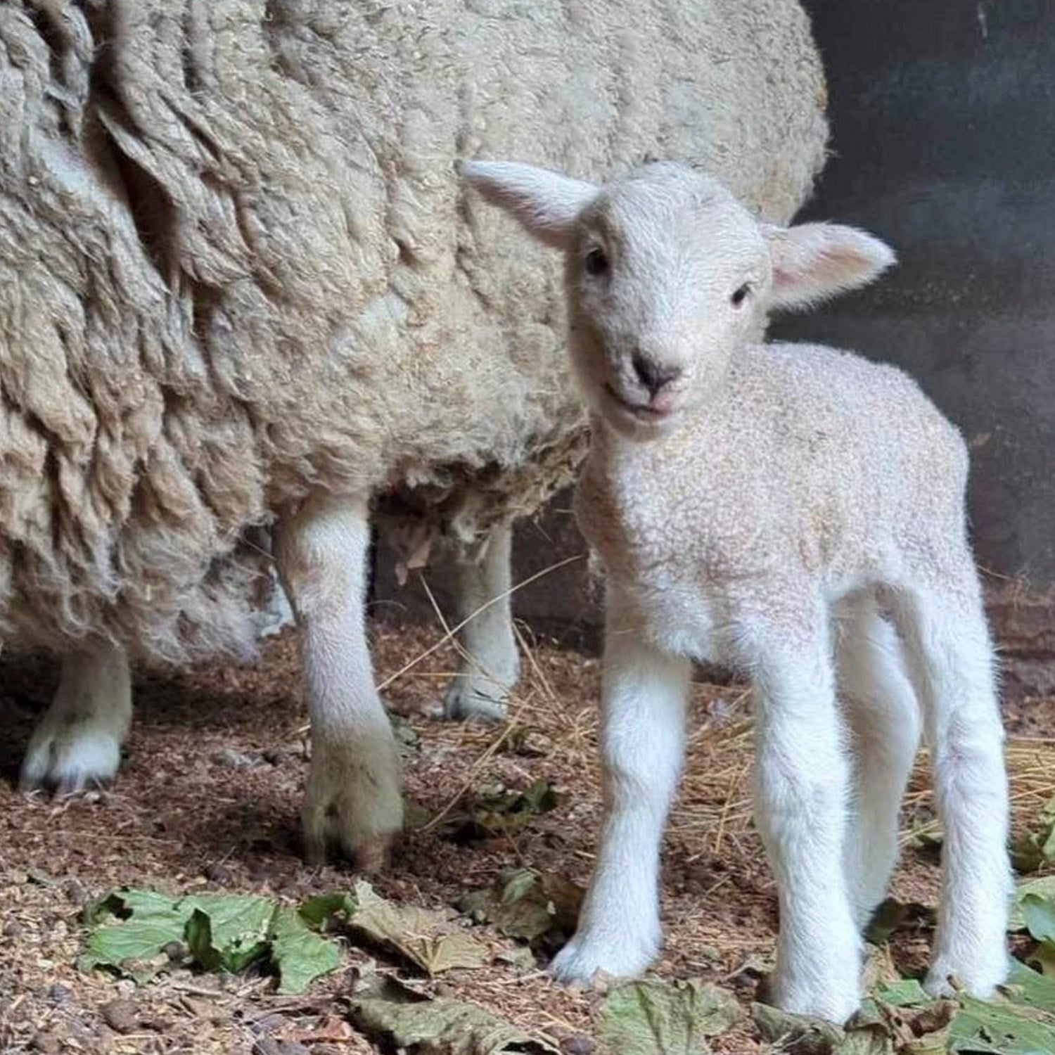 Baby sheep at The Big Goose Adventure Farm & Wildlife Park in Moorooduc, Victoria, offering family attractions, outdoor play areas, farm animal encounters, school excursion activities, wildlife experiences and children’s entertainment on the Mornington Peninsula near Melbourne.