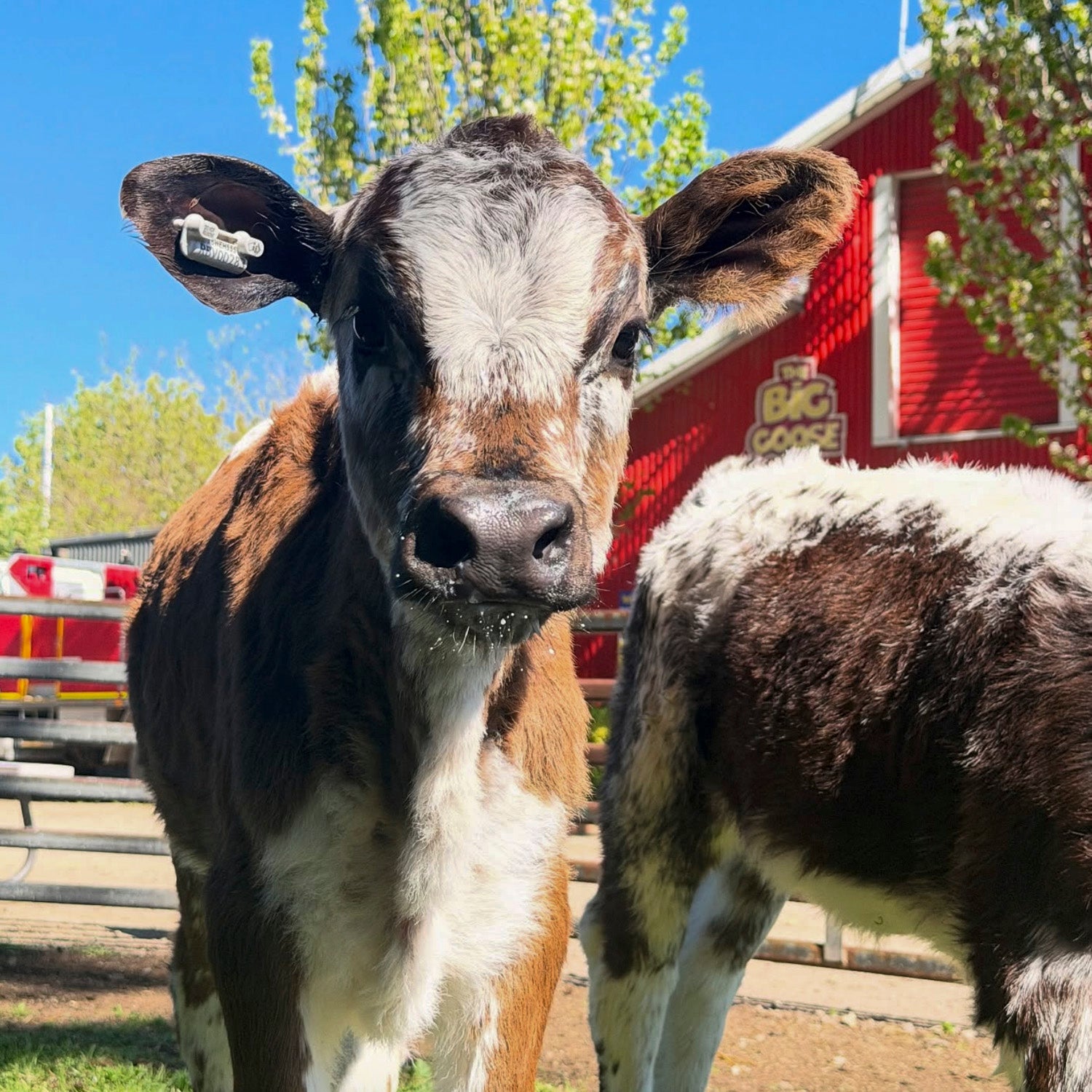 Baby cows at The Big Goose Adventure Farm & Wildlife Park in Moorooduc, Victoria, offering family attractions, outdoor play areas, farm animal encounters, school excursion activities, wildlife experiences and children’s entertainment on the Mornington Peninsula near Melbourne.