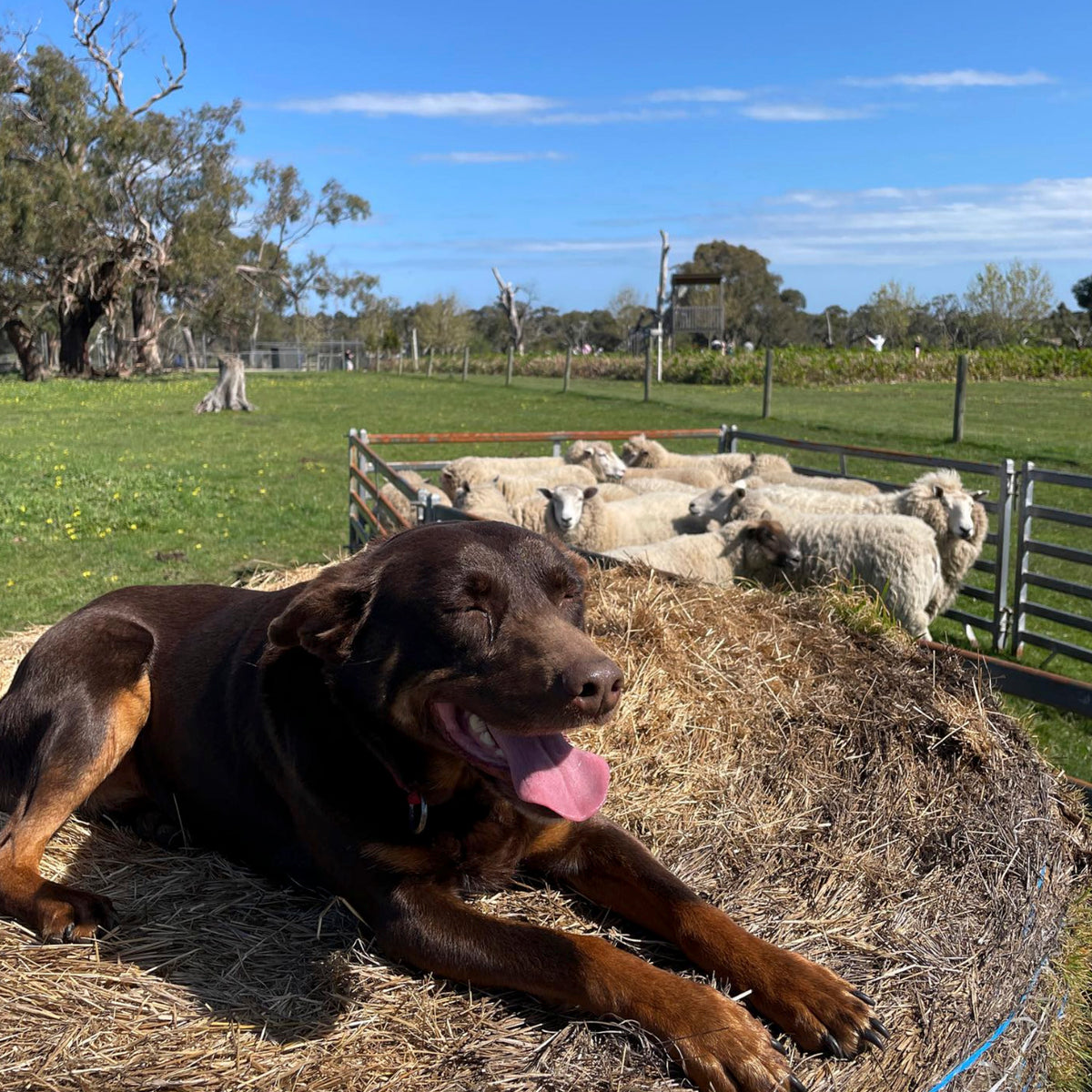 Sheepdog show during a Twilight Farm Function at The Big Goose