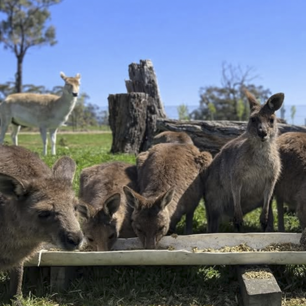 Kangaroos at The Big Goose Adventure Farm & Wildlife Park in Moorooduc, Victoria, offering family attractions, outdoor play areas, farm animal encounters, school excursion activities, wildlife experiences and children’s entertainment on the Mornington Peninsula near Melbourne.