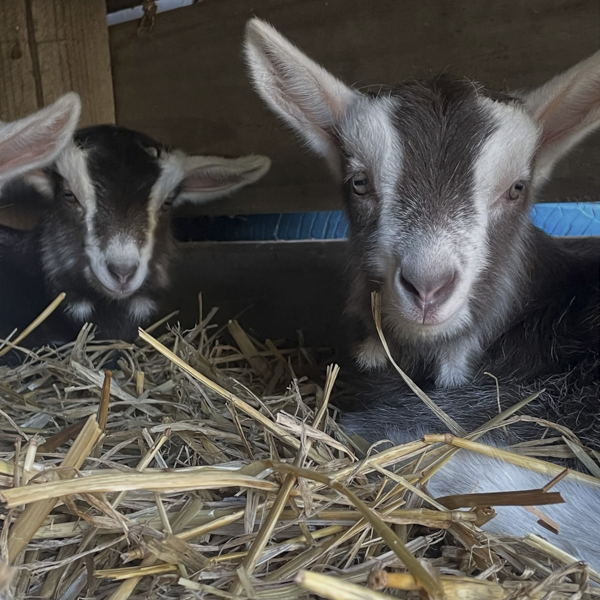 Baby goats at The Big Goose Adventure Farm & Wildlife Park in Moorooduc, Victoria, offering family attractions, outdoor play areas, farm animal encounters, school excursion activities, wildlife experiences and children’s entertainment on the Mornington Peninsula near Melbourne.