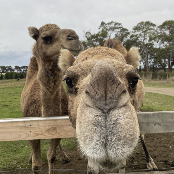 Camels at The Big Goose Adventure Farm & Wildlife Park in Moorooduc, Victoria, offering family attractions, outdoor play areas, farm animal encounters, school excursion activities, wildlife experiences and children’s entertainment on the Mornington Peninsula near Melbourne.