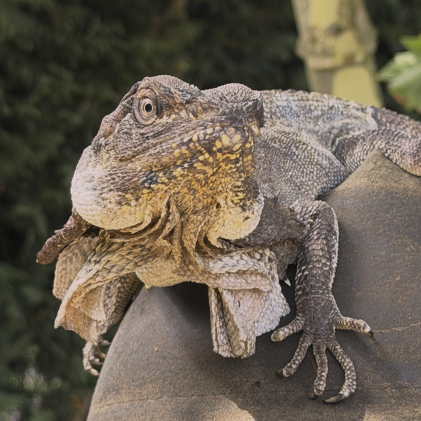 Frilled Neck Lizard at The Big Goose Adventure Farm & Wildlife Park in Moorooduc, Victoria, offering family attractions, outdoor play areas, farm animal encounters, school excursion activities, wildlife experiences and children’s entertainment on the Mornington Peninsula near Melbourne.
