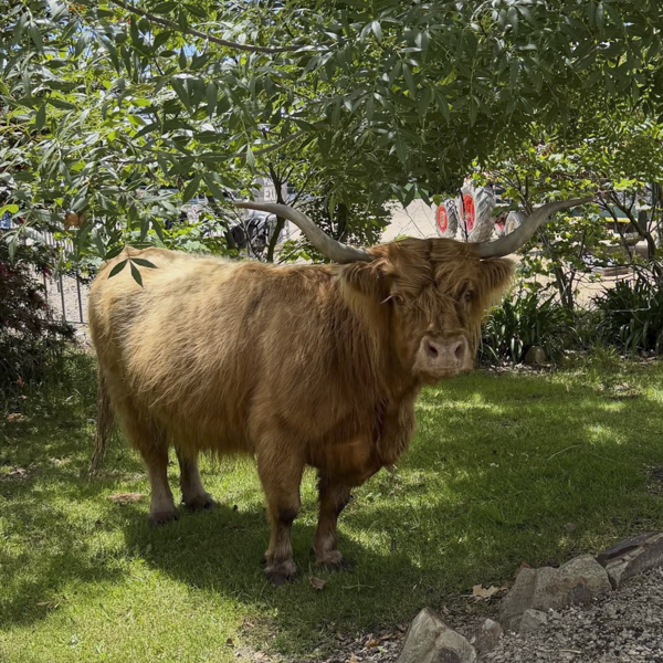 Scottish Highland Cow at The Big Goose Adventure Farm & Wildlife Park in Moorooduc, Victoria, offering family attractions, outdoor play areas, farm animal encounters, school excursion activities, wildlife experiences and children’s entertainment on the Mornington Peninsula near Melbourne.