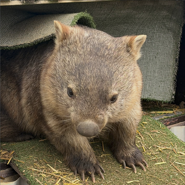 Wombats at The Big Goose Adventure Farm & Wildlife Park in Moorooduc, Victoria, offering family attractions, outdoor play areas, farm animal encounters, school excursion activities, wildlife experiences and children’s entertainment on the Mornington Peninsula near Melbourne.