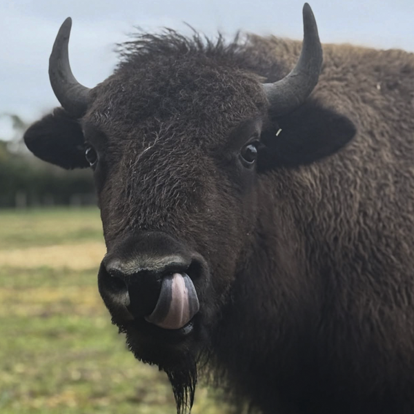 American Bison at The Big Goose Adventure Farm & Wildlife Park in Moorooduc, Victoria, offering family attractions, outdoor play areas, farm animal encounters, school excursion activities, wildlife experiences and children’s entertainment on the Mornington Peninsula near Melbourne.