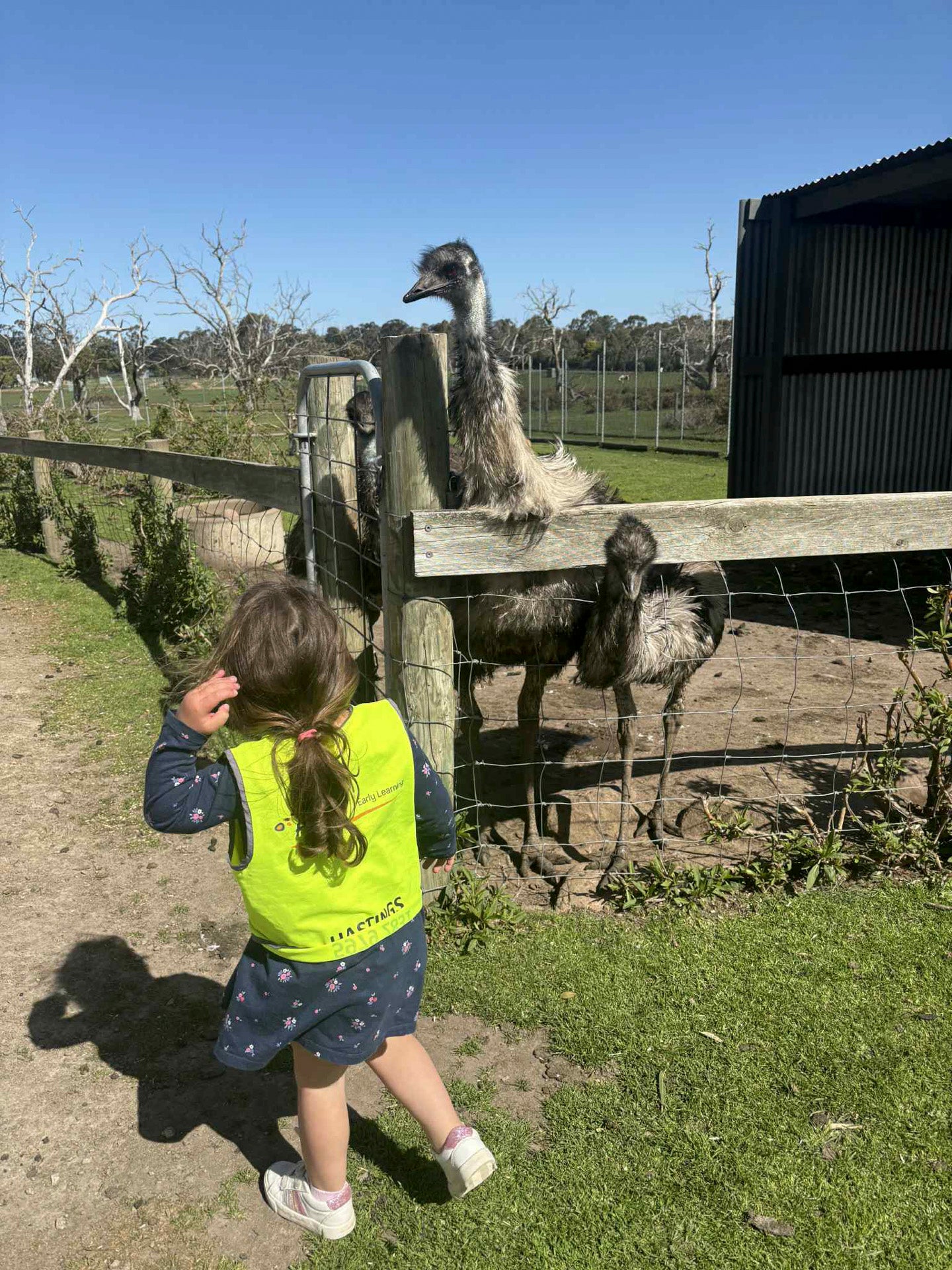 Children can meet friendly emus at The Big Goose Adventure Farm & Wildlife Park, getting close to one of Australia’s most recognisable native birds while exploring the wildlife park and animal exhibits.