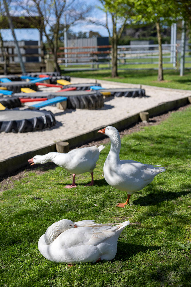 Families exploring the tyre maze playground at The Big Goose Adventure Farm & Wildlife Park on the Mornington Peninsula can enjoy outdoor play equipment while meeting the friendly geese that inspired the farm’s name.