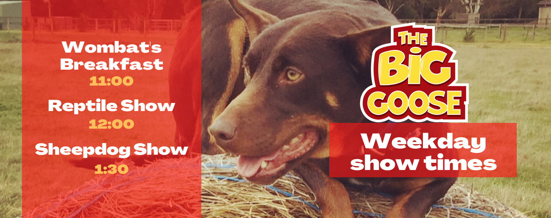 Showtimes at The Big Goose Adventure Farm and Wildlife Park, Wombats Breakfast Reptile Shows Sheepdog Shows and Dingo Feeding, near Melbourne on the Mornington Peninsula