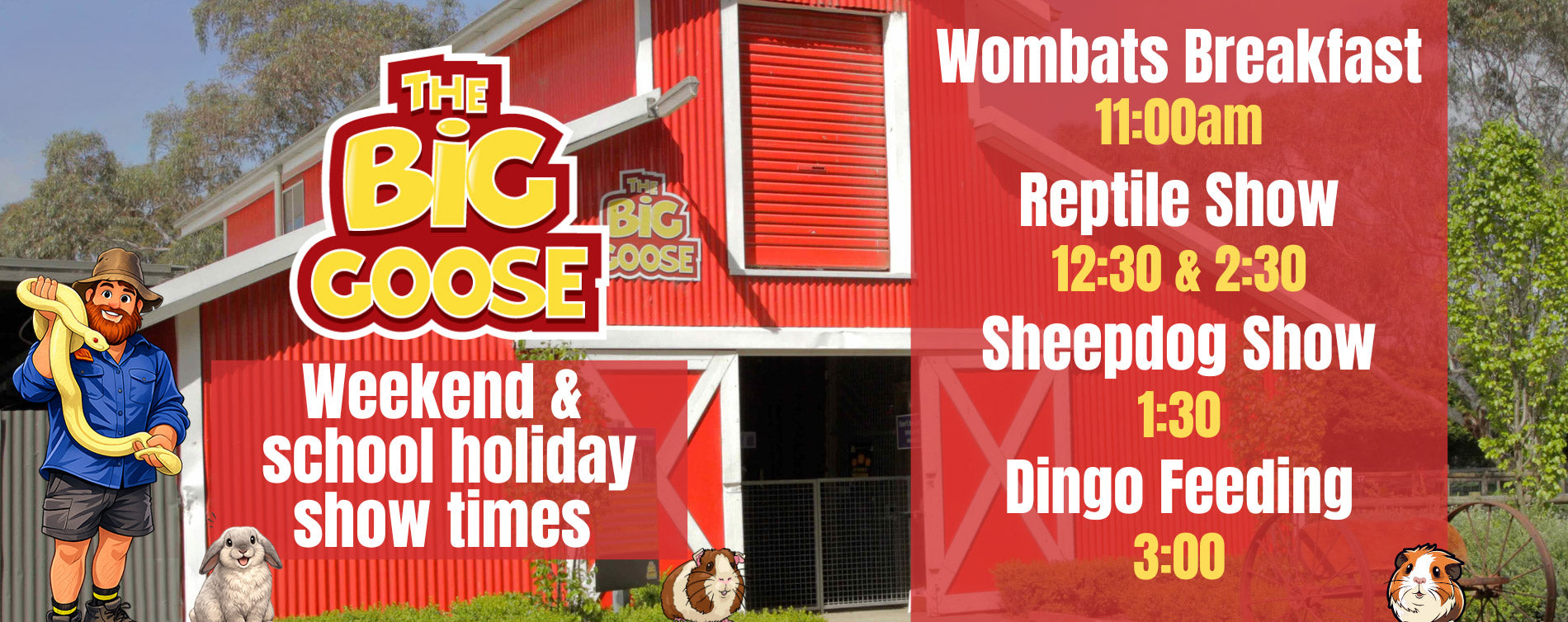 Showtimes at The Big Goose Adventure Farm and Wildlife Park, Wombats Breakfast Reptile Shows Sheepdog Shows and Dingo Feeding, near Melbourne on the Mornington Peninsula